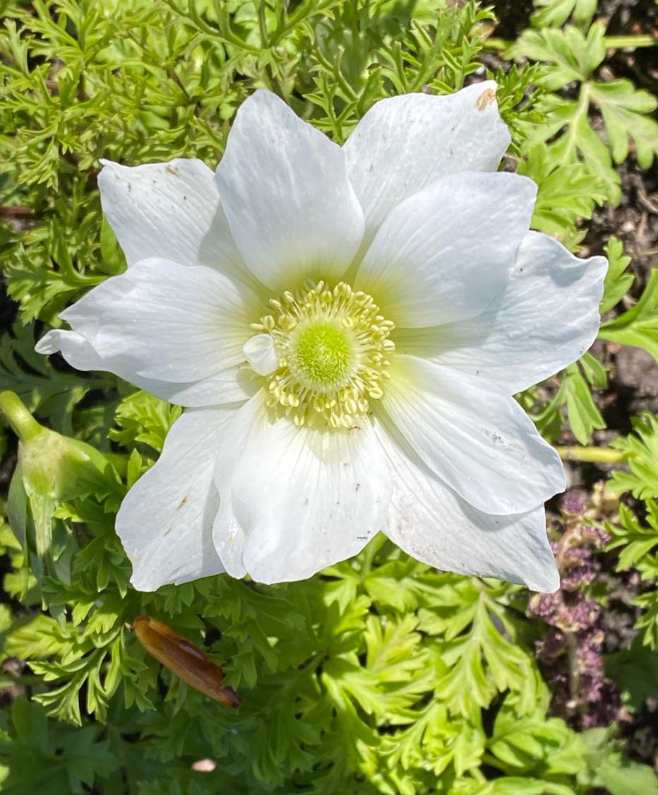 Solve A Spring Update 9 jigsaw puzzle online with 72 pieces