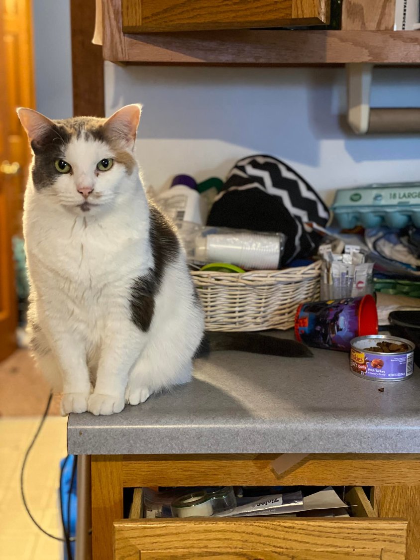 Solve Feline aggression jigsaw puzzle online with 20 pieces