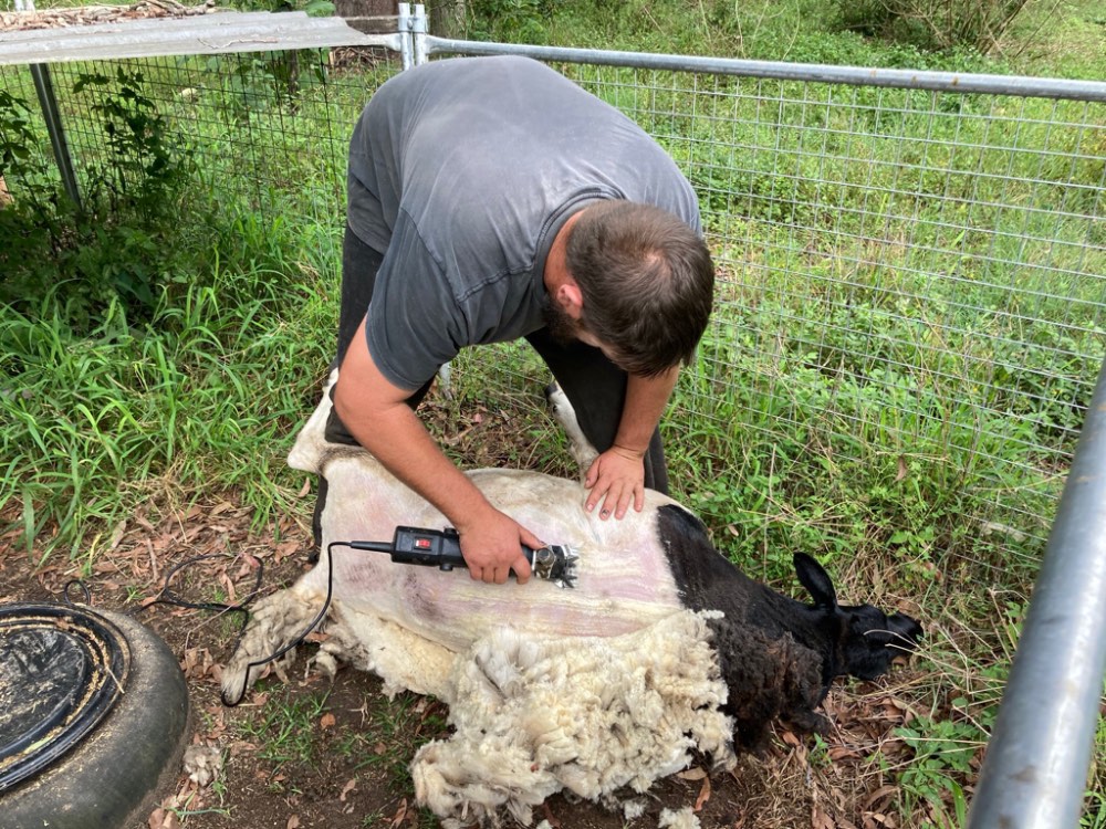 Jigsaw Puzzle Marley’s first haircut 🐑 12 pieces Jigidi