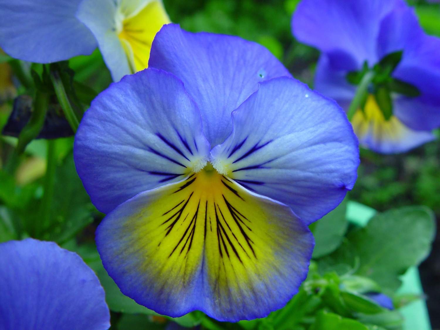 Solve blue and yellow flower jigsaw puzzle online with 63 pieces