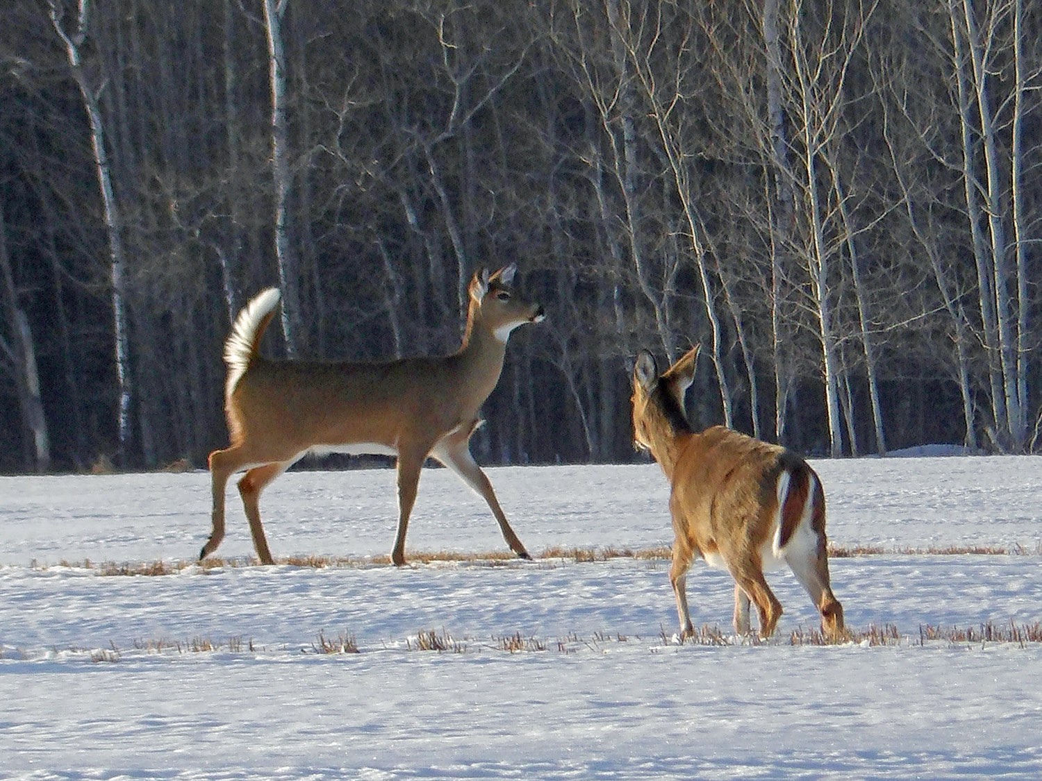 Out Ina Field Jigsaw Puzzle | 20 pieces | Two deer out in a field | Jigidi