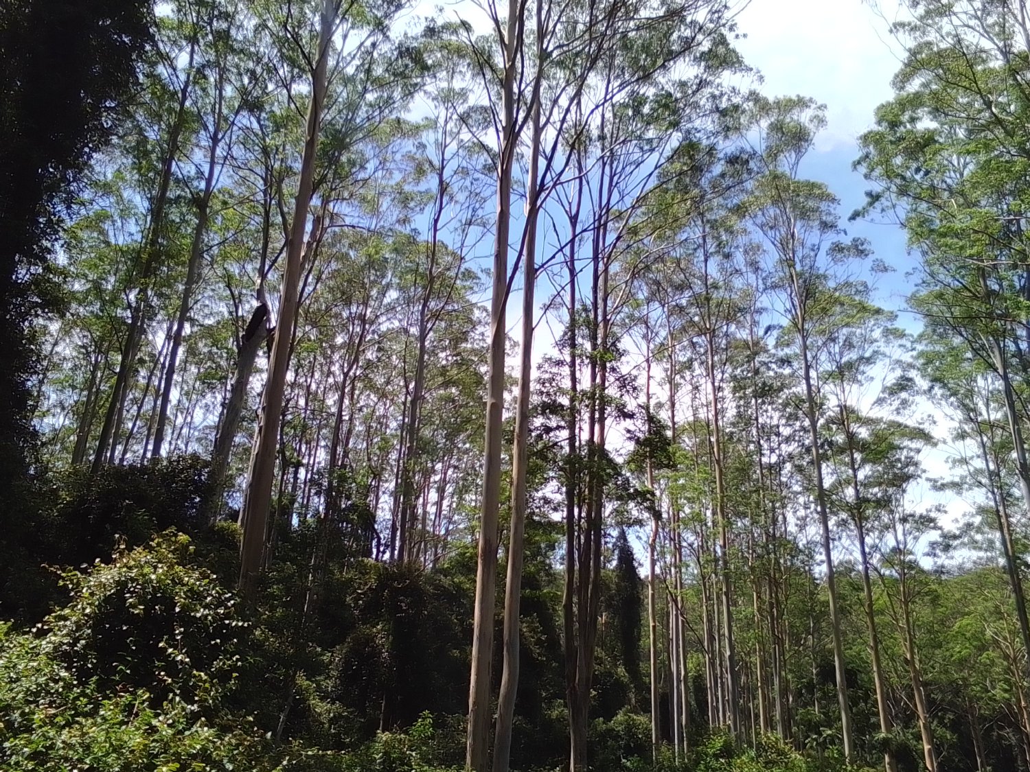 Solve Gym Trees jigsaw puzzle online with 12 pieces