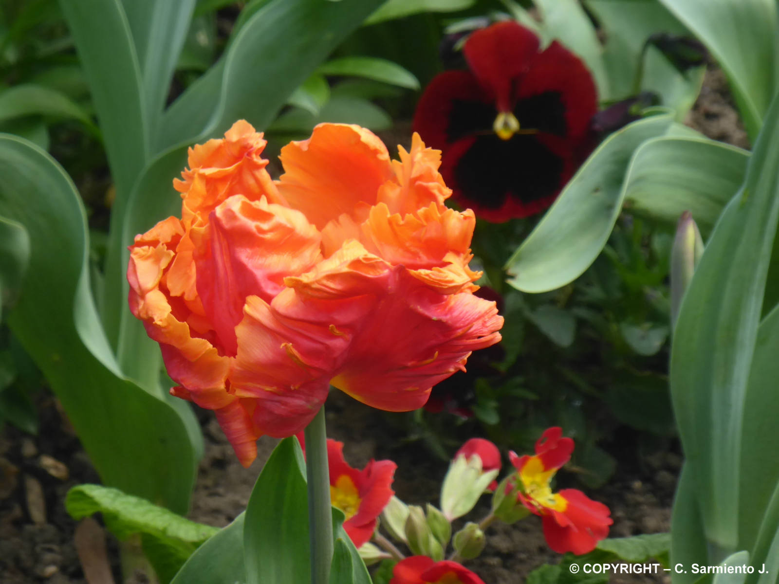 Solve FRANCE Paris Heliport Spring flowers jigsaw puzzle online