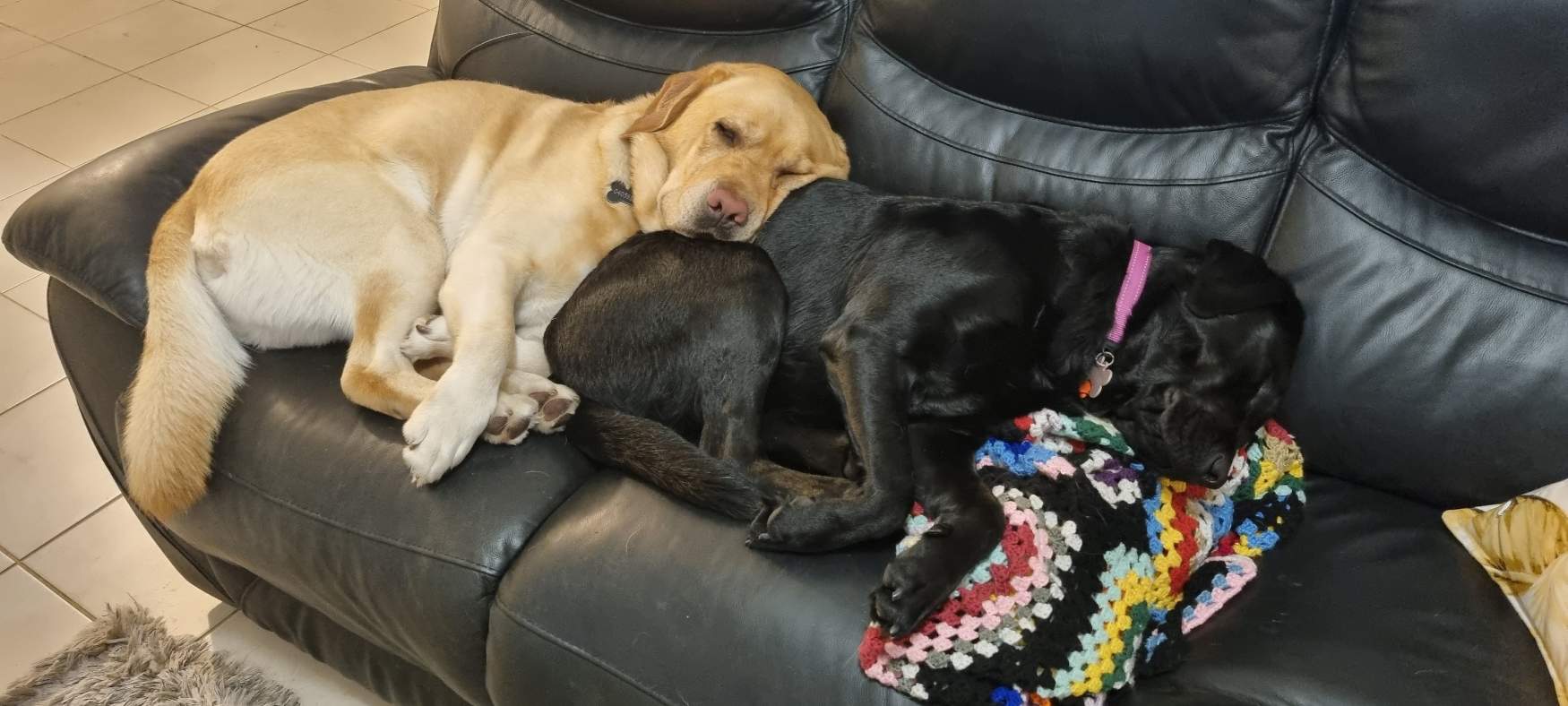 Solve Napping yellow & black labs jigsaw puzzle online with 84 pieces