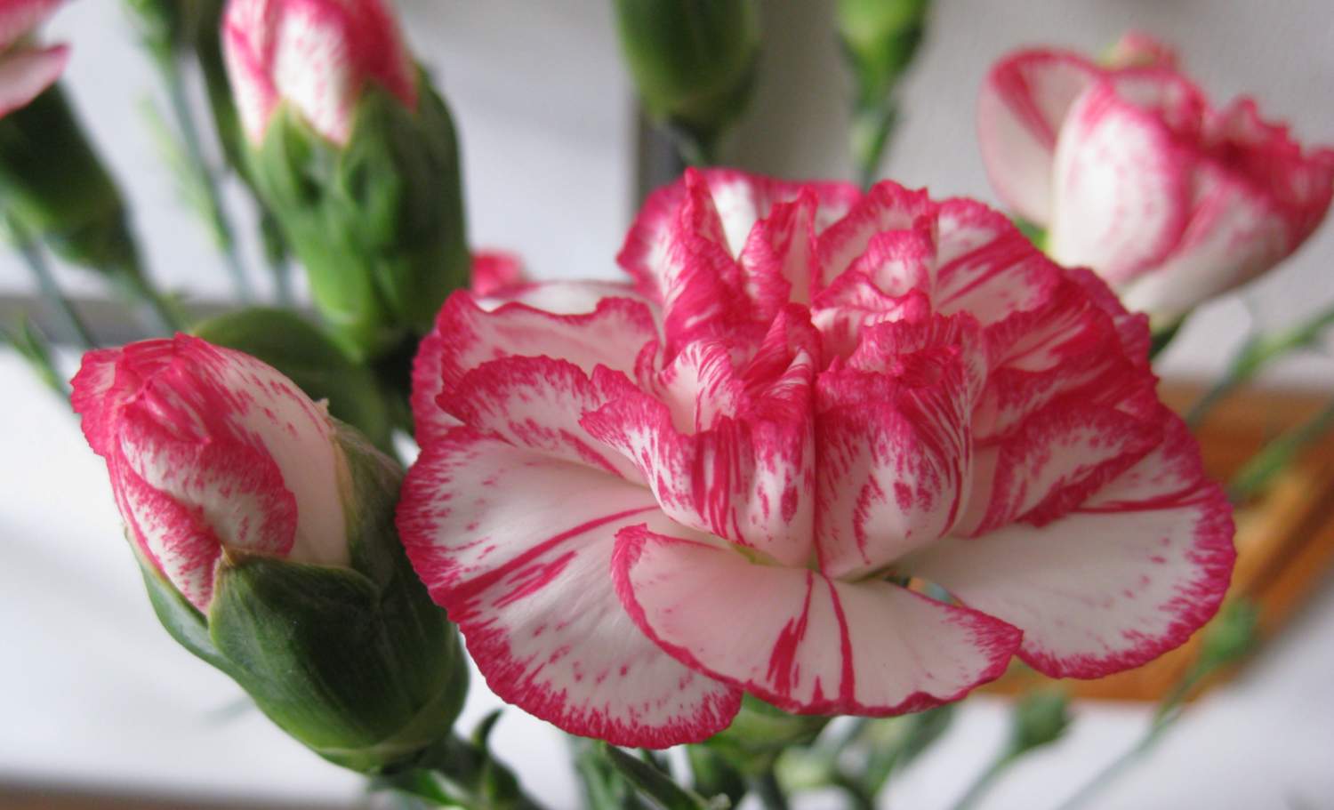 Solve Spray carnation (2) jigsaw puzzle online with 60 pieces