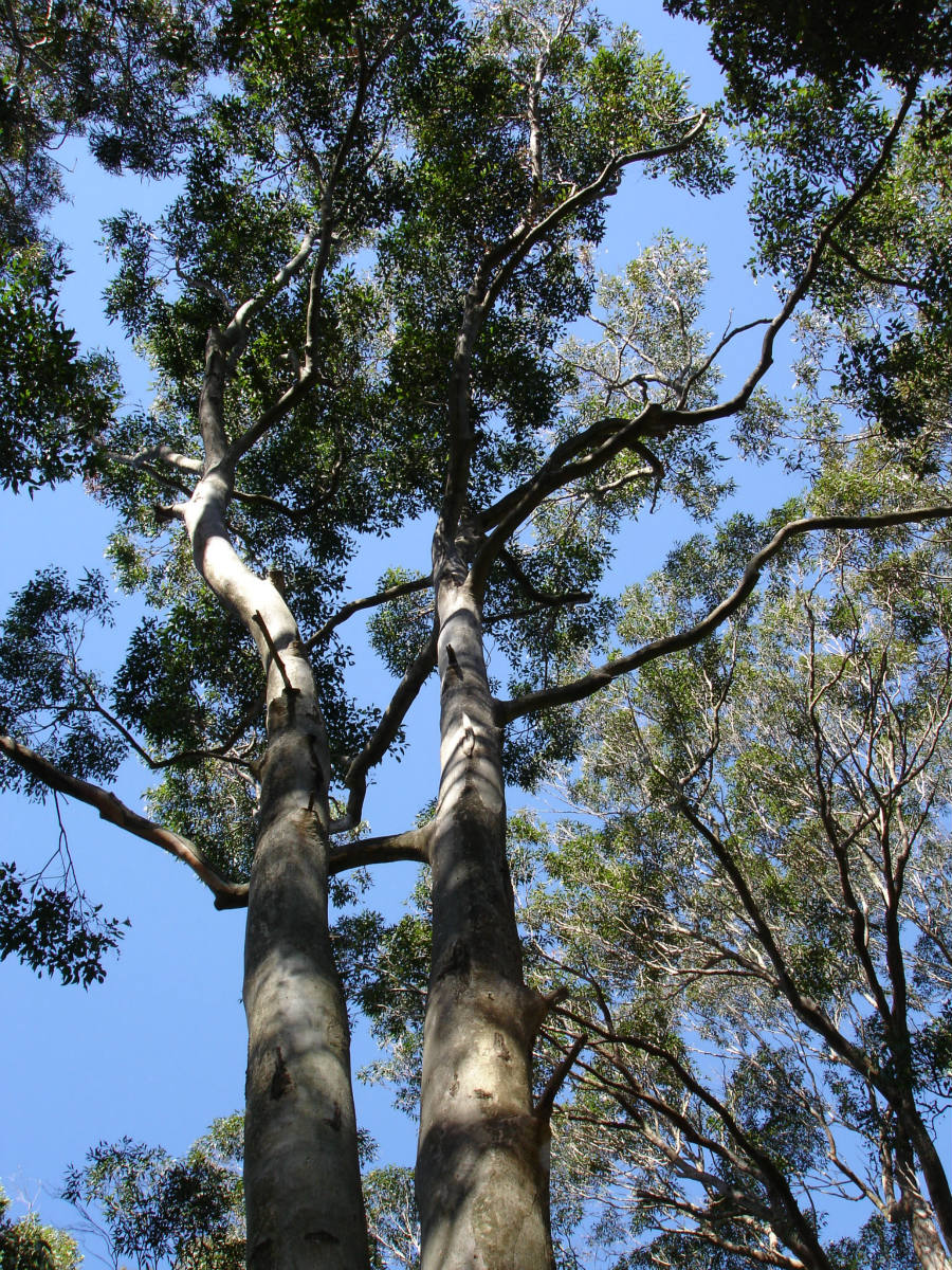 Solve Gum Trees jigsaw puzzle online with 300 pieces