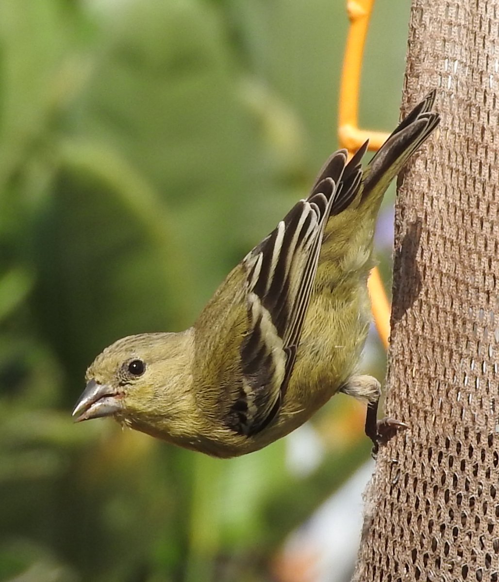Solve Lesser Goldfinch Female or Juvenile in the front yard, San Marcos ...