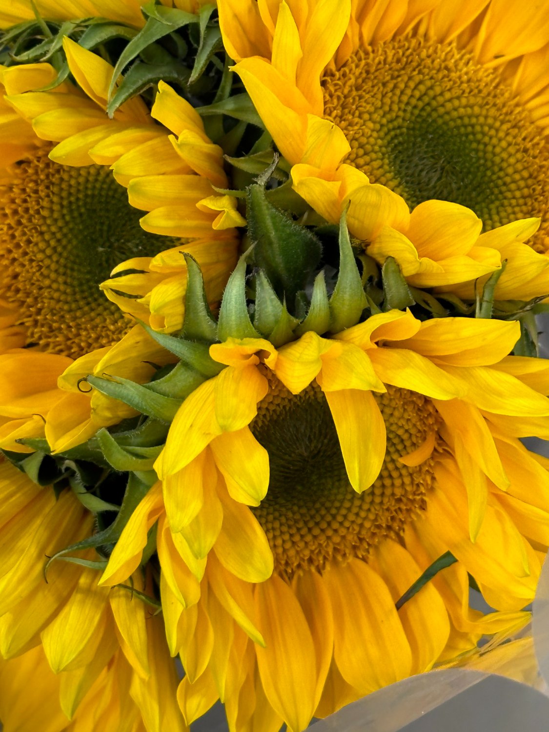 Solve Sunflowers for sale! jigsaw puzzle online with 130 pieces