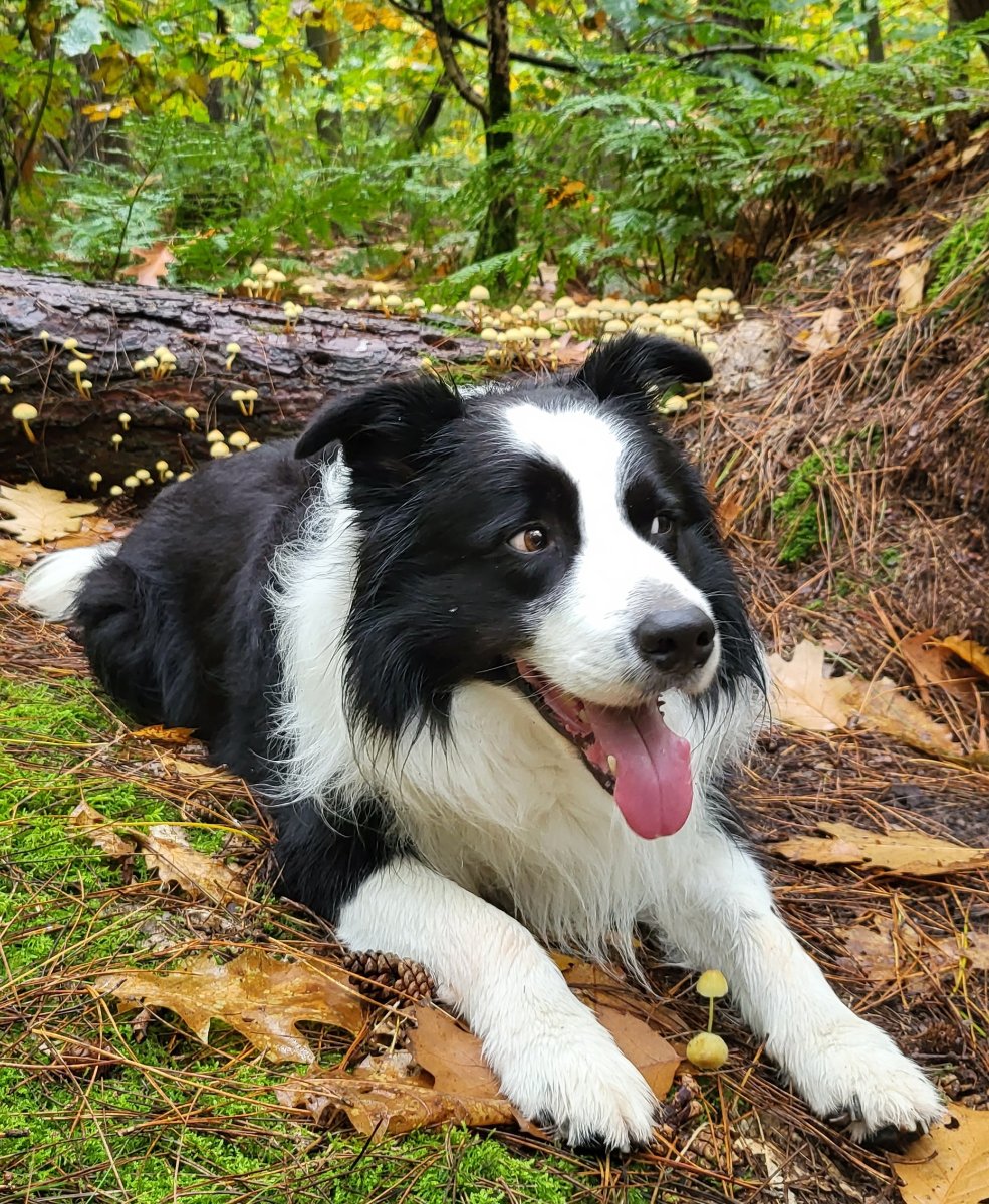 Solve Ollie on a walk ️ jigsaw puzzle online with 30 pieces