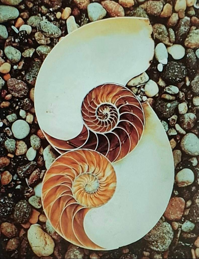 Solve CHAMBERED NAUTILUS SHELLS jigsaw puzzle online with 221 pieces