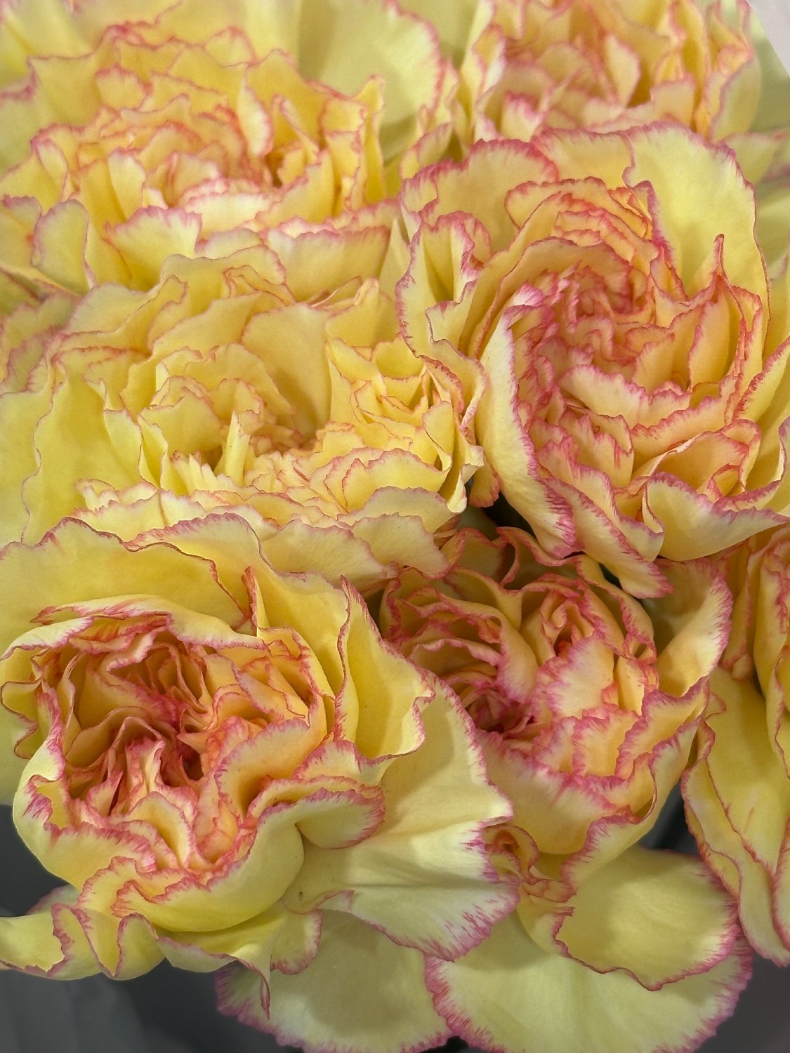 Solve Carnations for sale! jigsaw puzzle online with 63 pieces