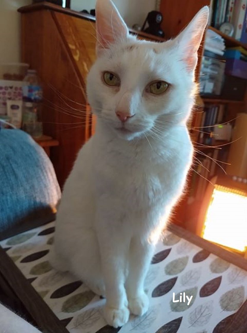 Solve Remembering Lily 0763 Lap tray cat asking for... jigsaw puzzle