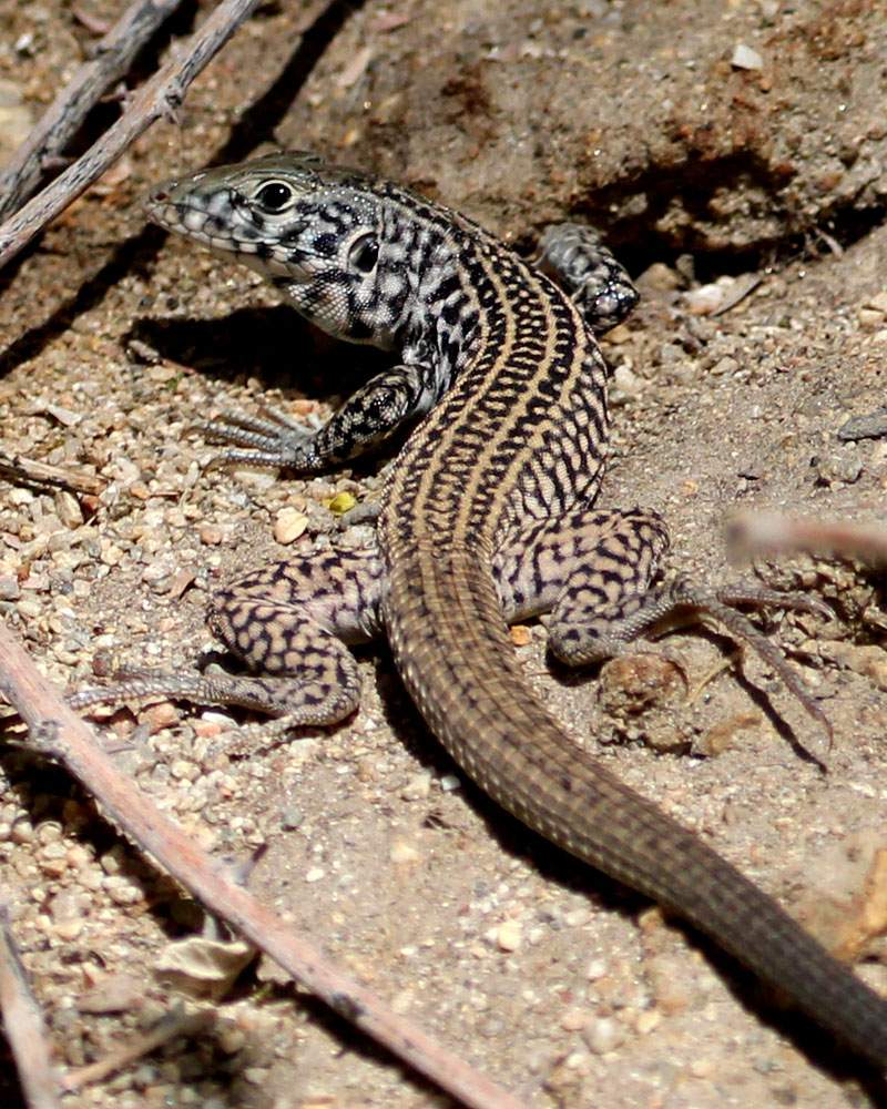 Solve Western Whiptail Lizard, Living Desert Zoo, Palm Springs