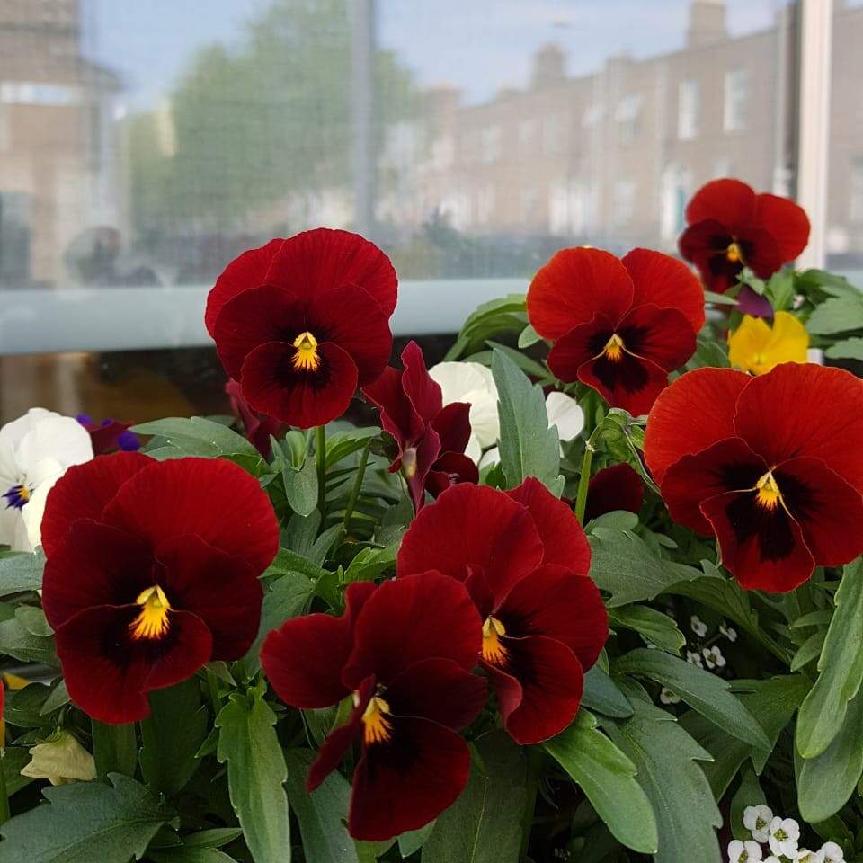 Solve Viola jigsaw puzzle online with 81 pieces