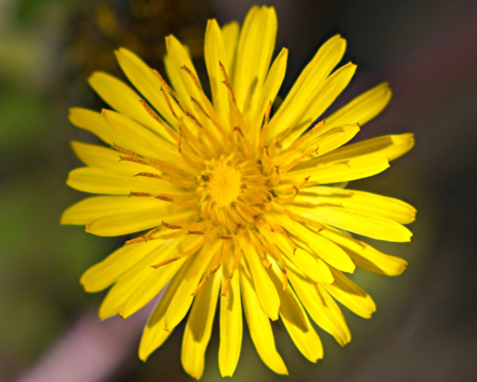 Beautiful Dandelion 1000 Piece Puzzle - Wooden Jigsaw Puzzle For Adults & Beginners