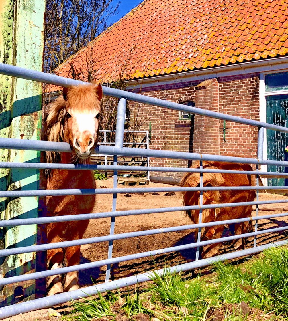 Solve Egmond aan de Hoef jigsaw puzzle online with 72 pieces