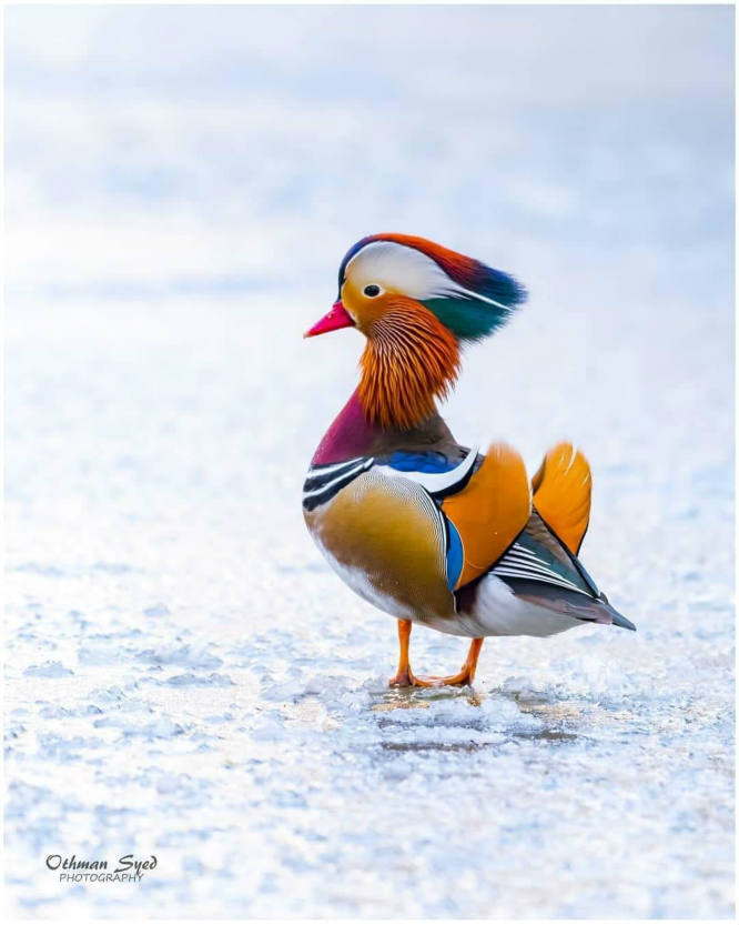 Solve The Mandarin Duck jigsaw puzzle online with 20 pieces