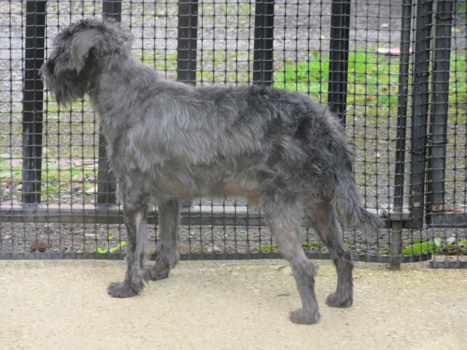 Solve sam the watchdog jigsaw puzzle online with 48 pieces