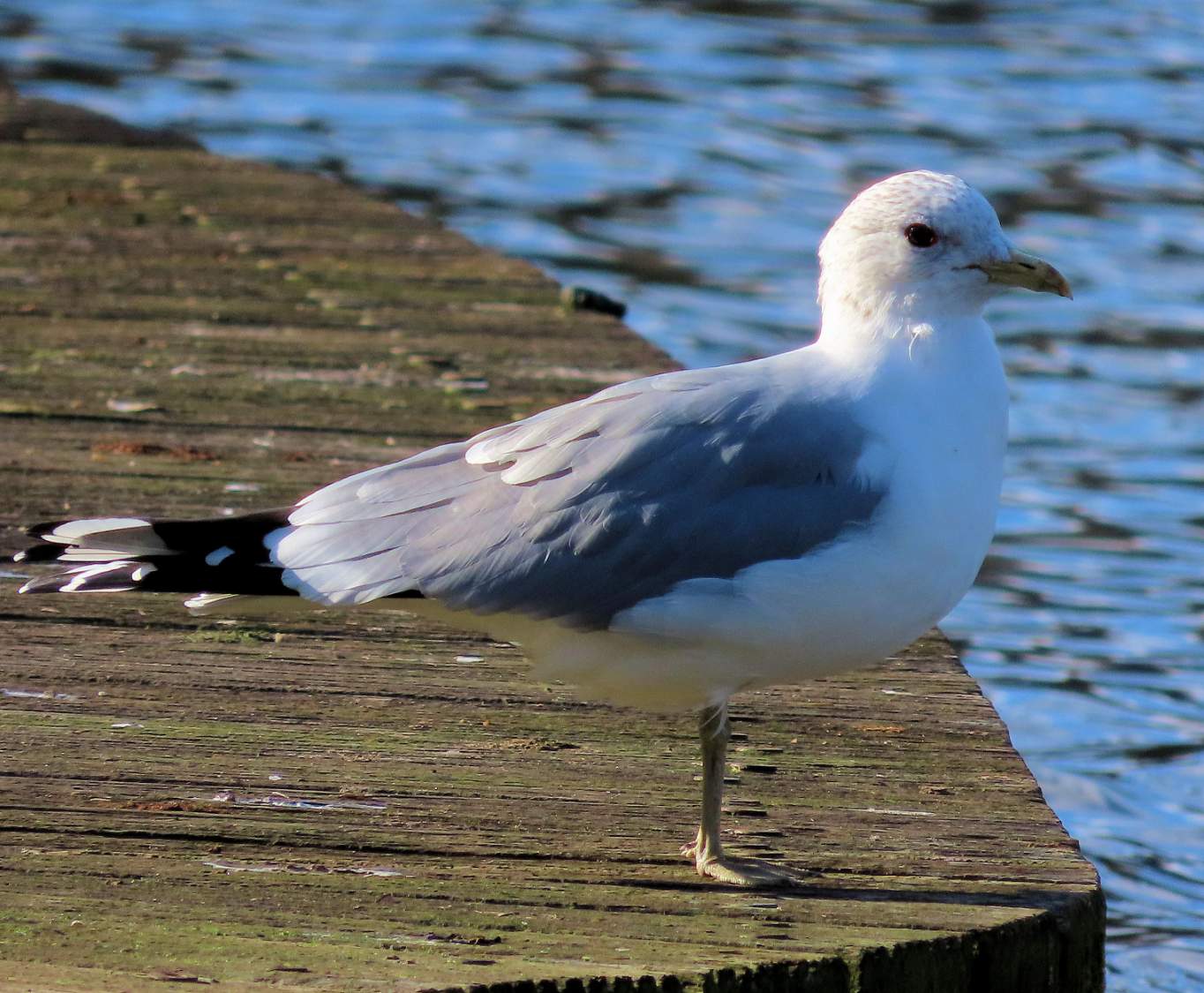 Solve young herring gull (jonge zilvermeeuw) jigsaw puzzle online with