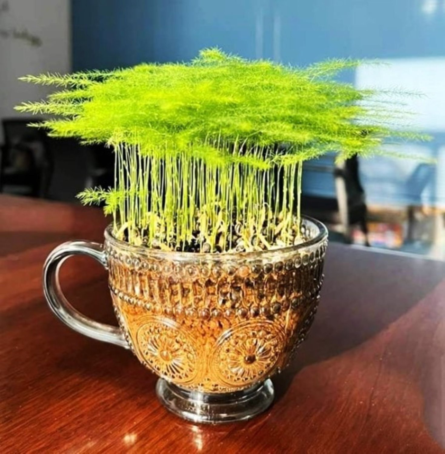 Puzzle 324 pièces Asparagus fern Jigidi