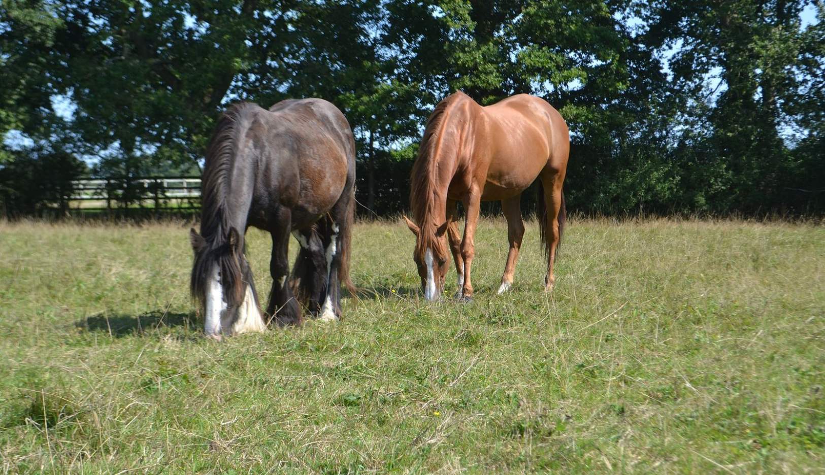 Solve Horses Grazing jigsaw puzzle online with 104 pieces