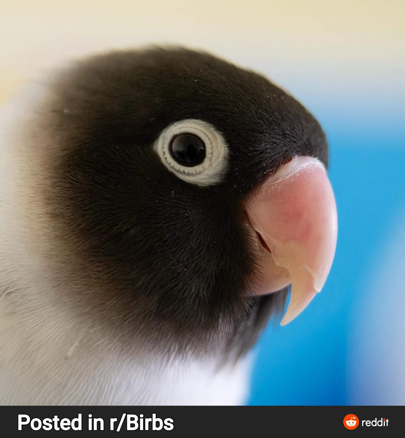 Solve Birds jigsaw puzzle online with 210 pieces