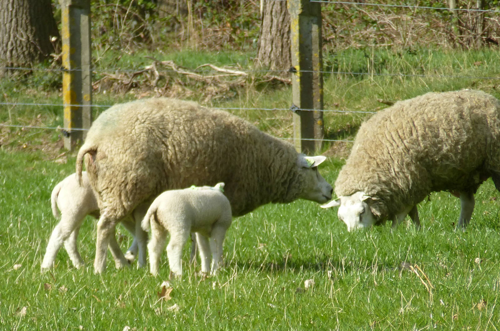 Solve spring sheep lambs hey sis whats going on today jigsaw