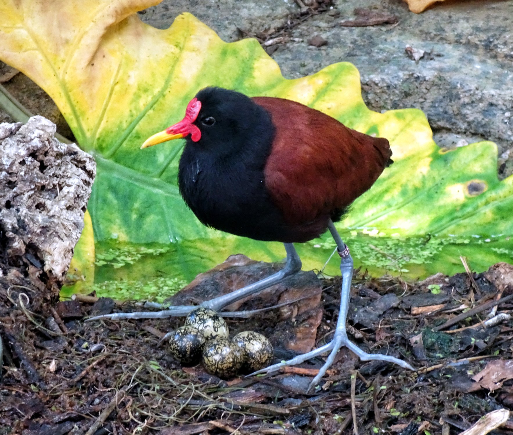 Solve San Diego Zoo - Wattled Jacana and Eggs jigsaw puzzle online with