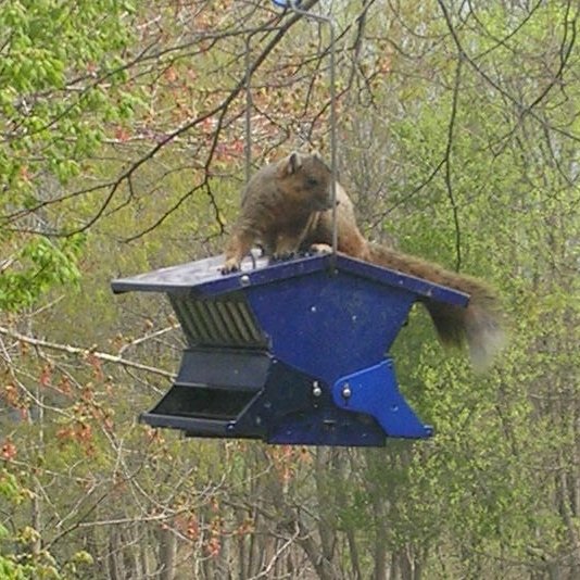 Solve He's Back! Squirrel Proof Feeder, I Think Not! J Brendler jigsaw puzzle online with 36 pieces