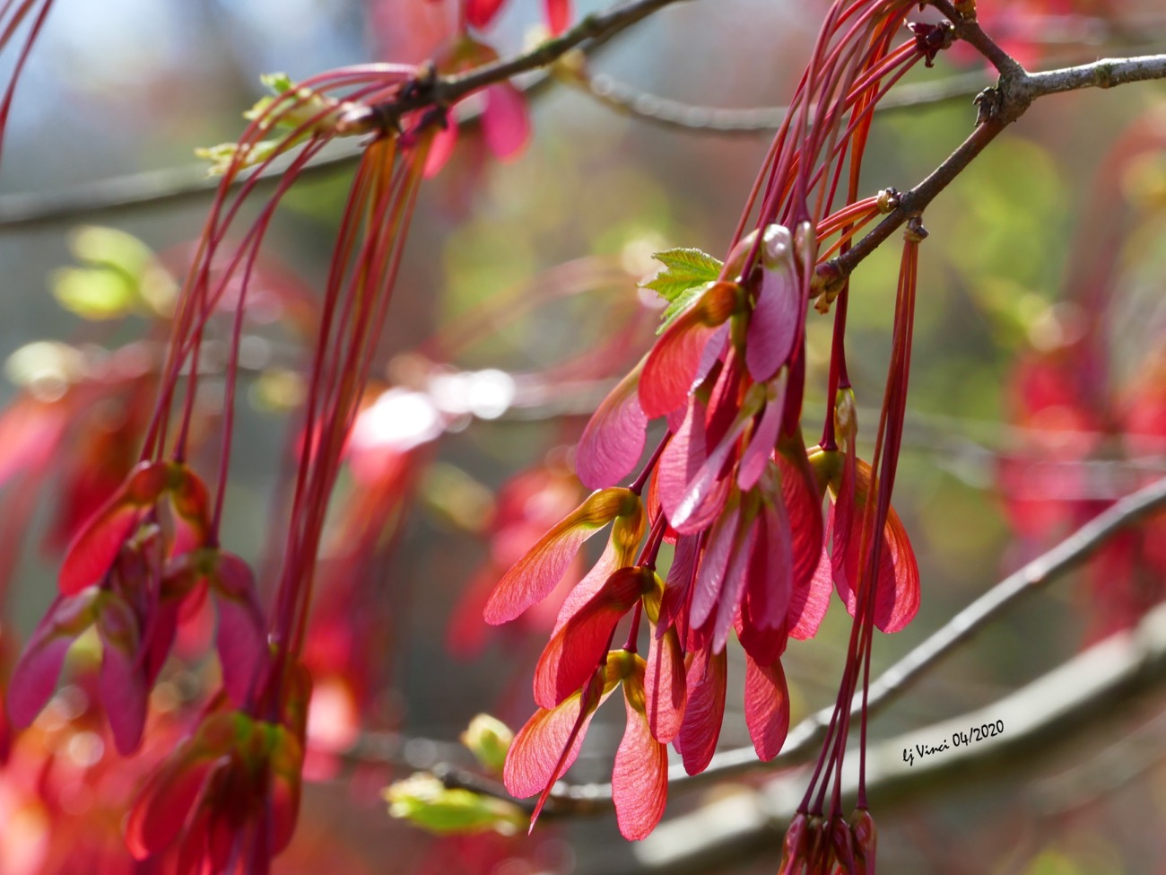 Solve IT’S THAT WHIRLYBIRD PHASE jigsaw puzzle online with 130 pieces