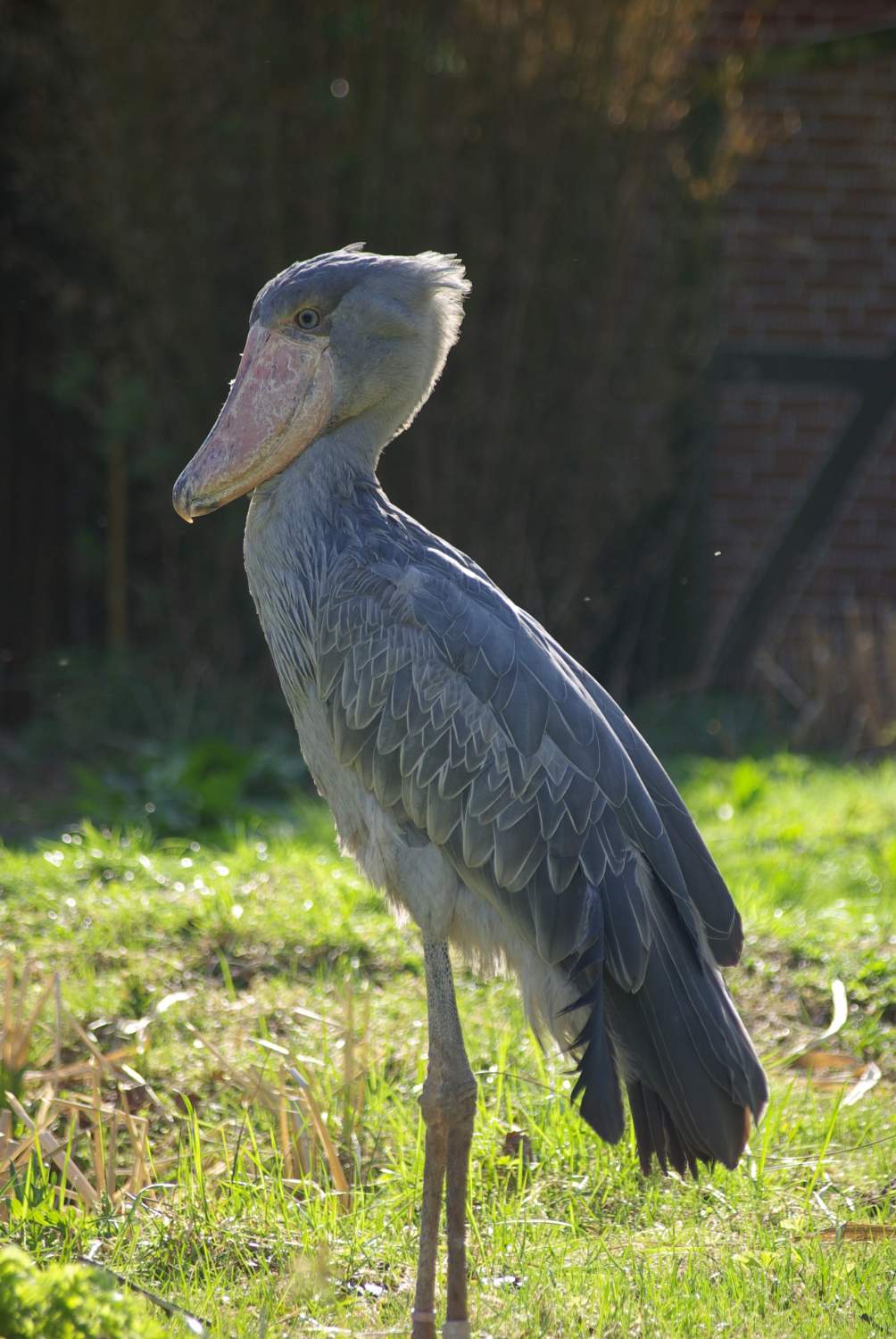 Solve VPR-Schuhschnabel jigsaw puzzle online with 260 pieces