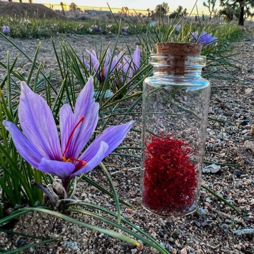 Solve Saffron is the bright red stigma of the flower Sativus Crocus