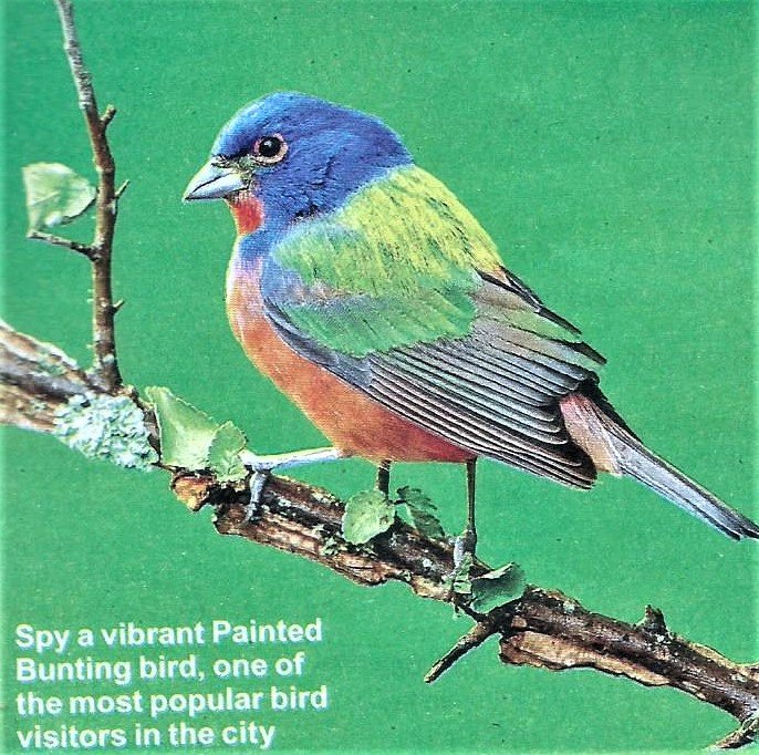 Solve Painted Bunting jigsaw puzzle online with 16 pieces