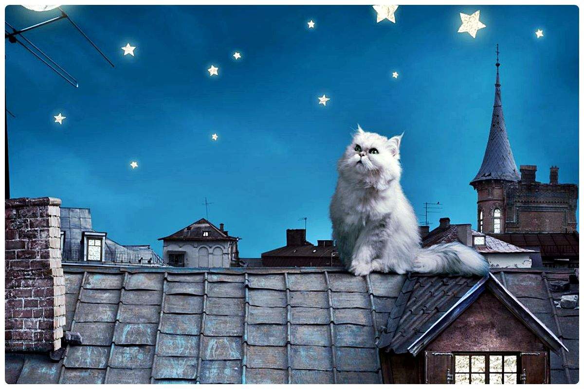 Solve White Cat on a Cold Tiled Roof jigsaw puzzle online with 187 pieces