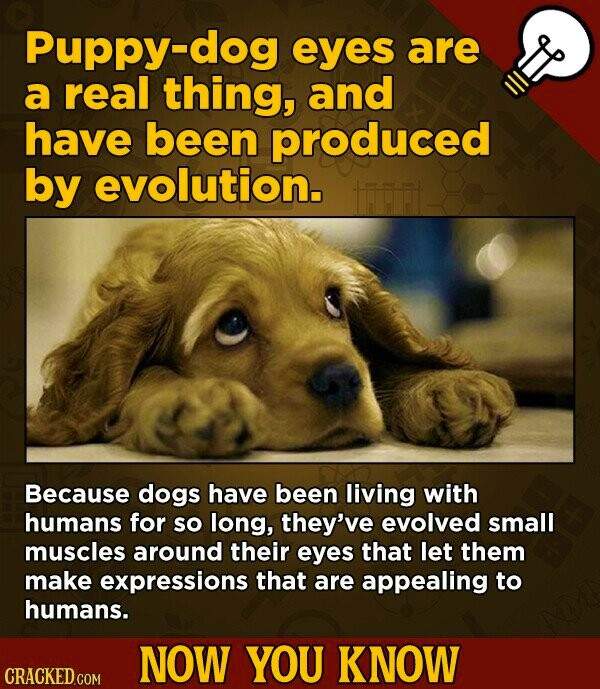 Solve 13 Surprising Scientific Facts About Your Pets - puppy dog eyes ...