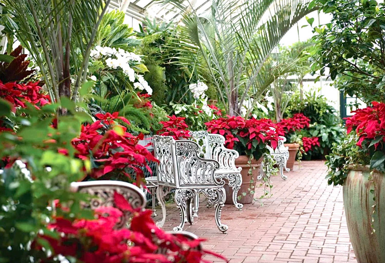 Solve Christmas at Biltmore, the conservatory. jigsaw puzzle online