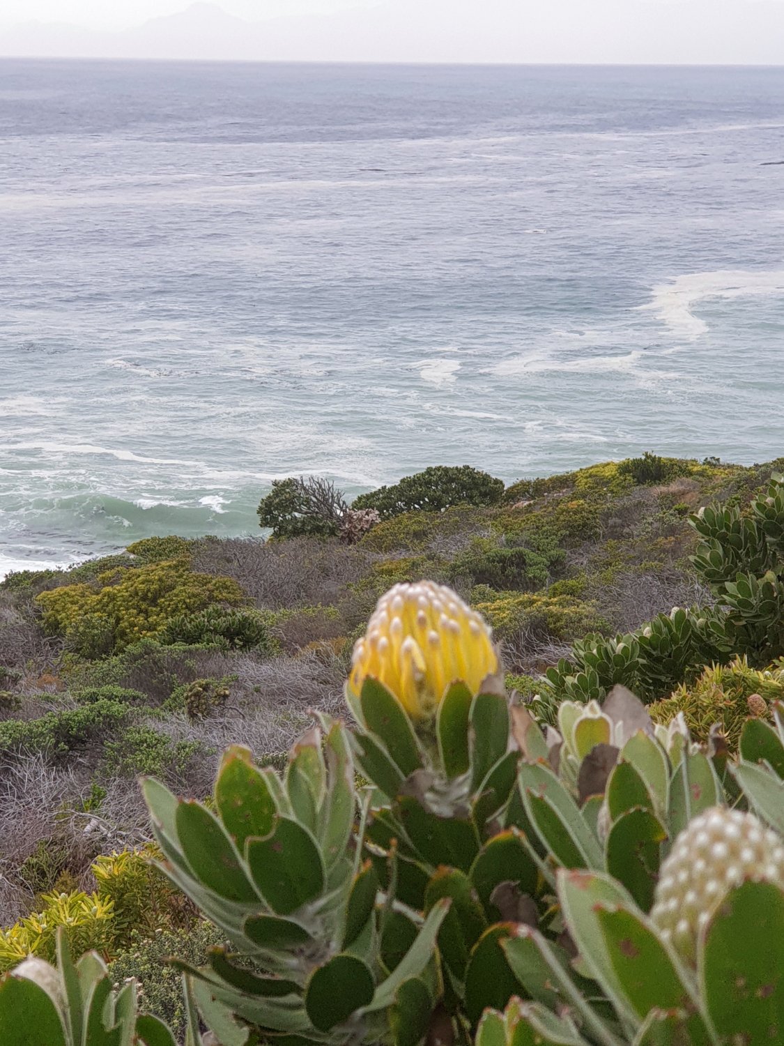 Solve Yellow pincushion jigsaw puzzle online with 300 pieces