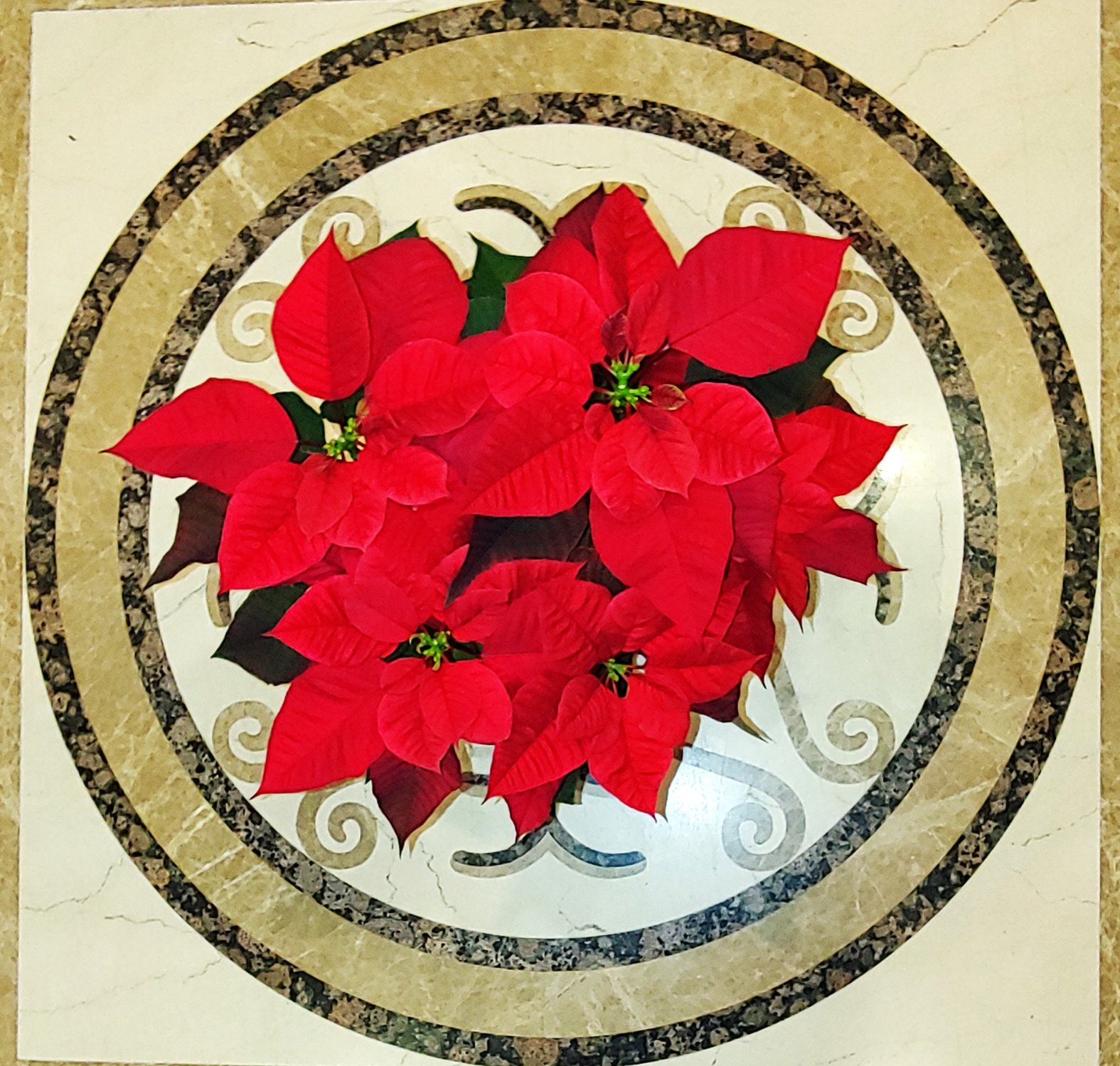 Jigsaw Puzzle Poinsetta Square 110 Pieces Jigidi jigsaw-puzzle-poinsetta-square-110-pieces-jigidi