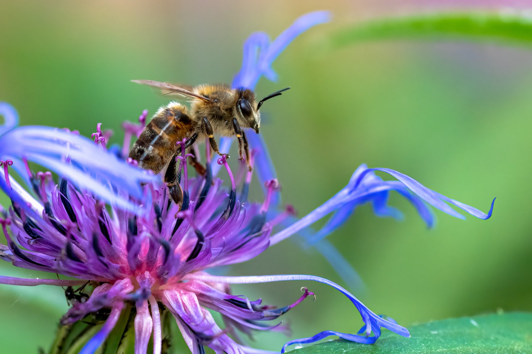 Solve Summer in Winnipeg jigsaw puzzle online with 54 pieces