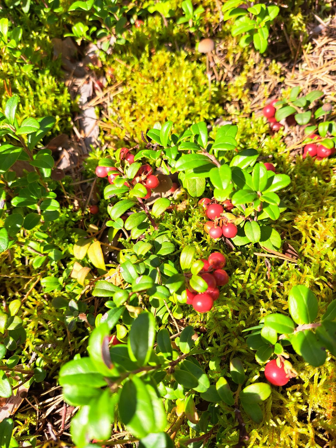 Solve Nature jigsaw puzzle online with 48 pieces