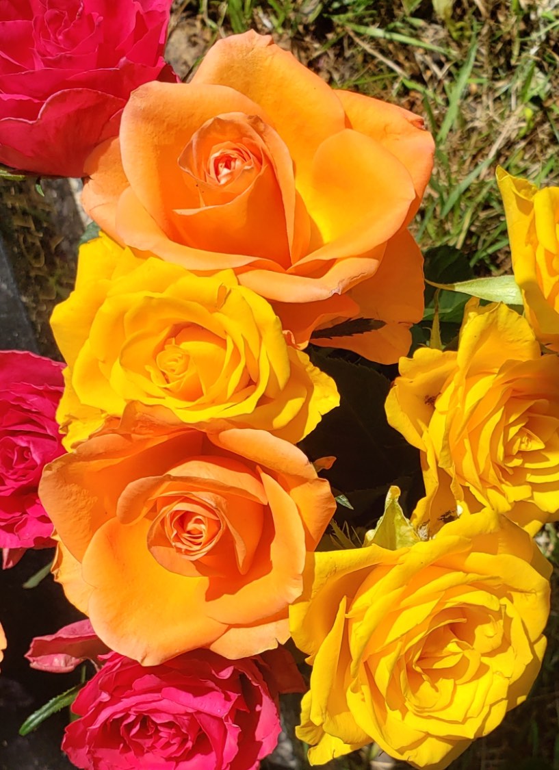 Solve Roses jigsaw puzzle online with 48 pieces