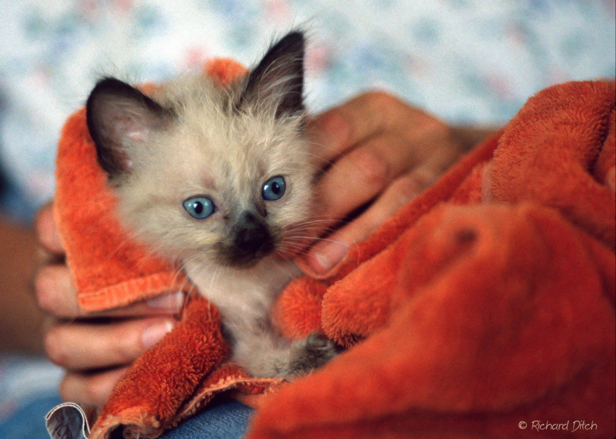 Solve Ernie Bath jigsaw puzzle online with 88 pieces