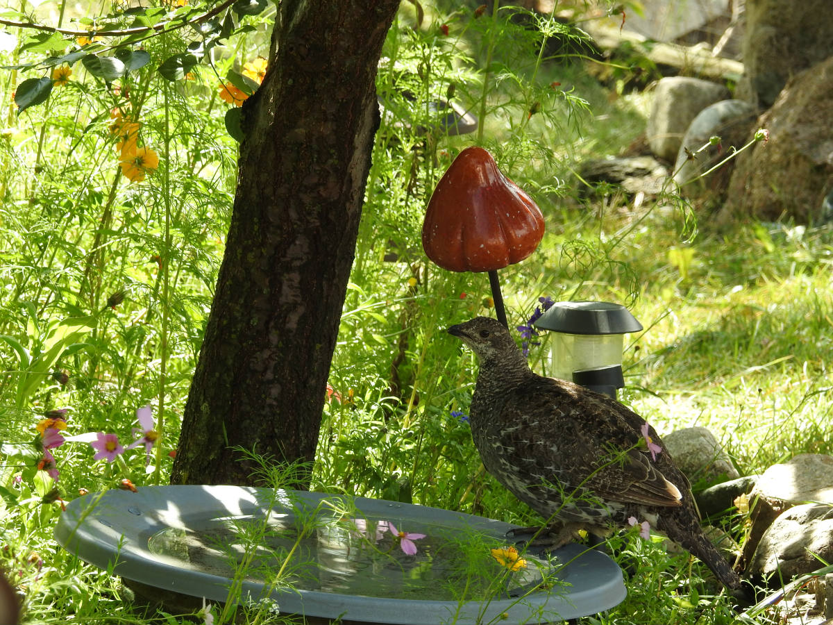 Solve Grouse in Birdbath jigsaw puzzle online with 48 pieces