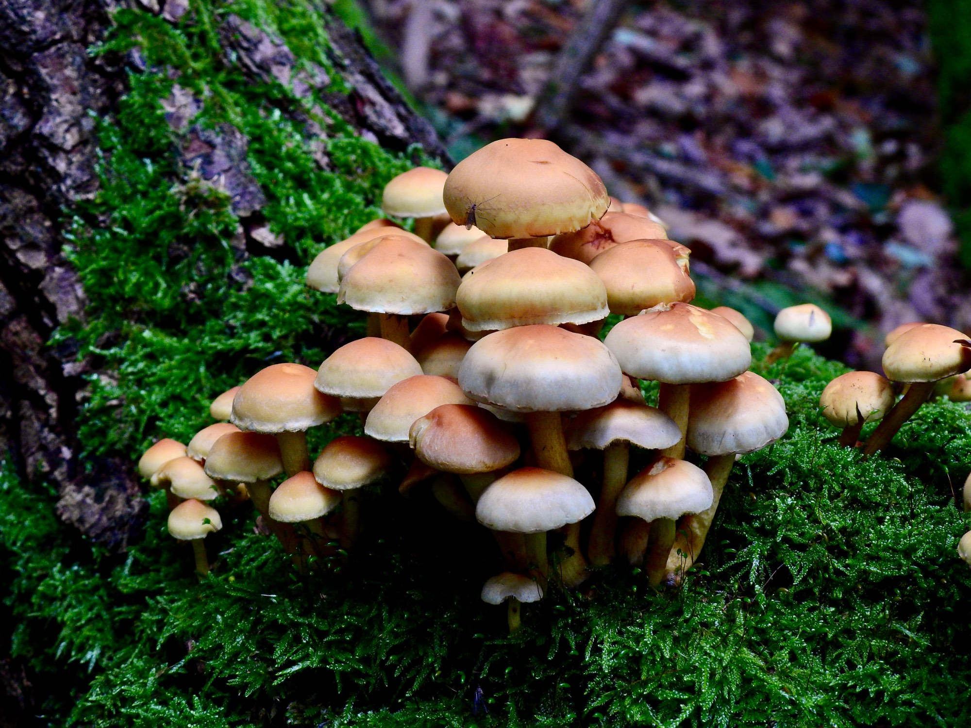 Jigsaw Puzzle 99 pieces Fungus Finds Jigidi Jigsaw Puzzle 99 pieces Fungus Finds Jigidi