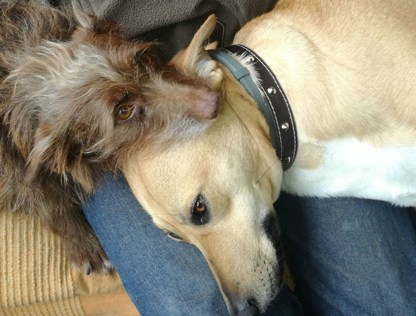 Solve Rescue Dogs jigsaw puzzle online with 221 pieces