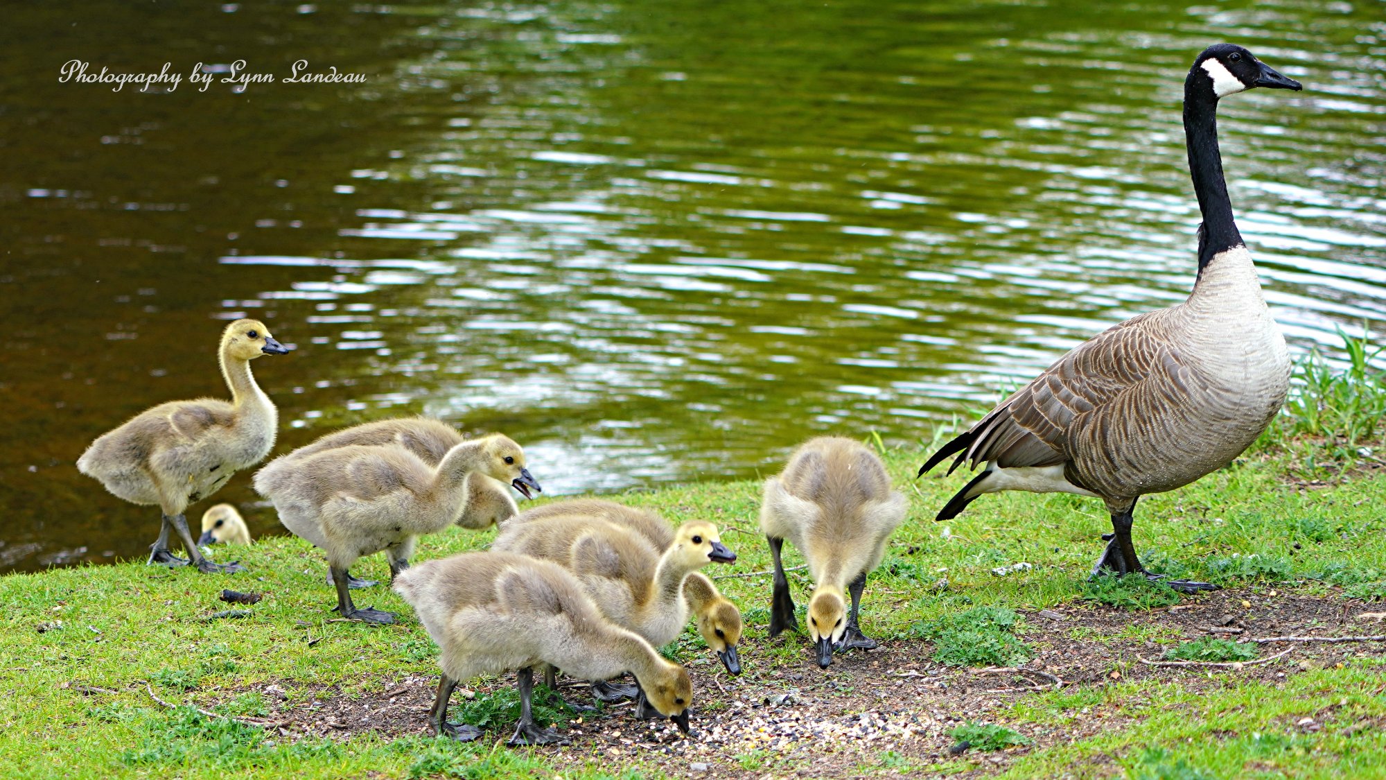 Solve Canada Goose, and Goslings. jigsaw puzzle online with 252 pieces