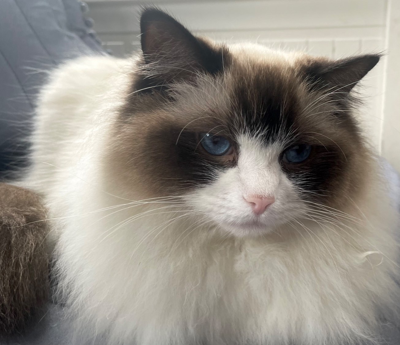 1000 Teile Ragdoll Puzzle - Glitzernder Raum Motiv 38x26cm Für Erwachsene & Kinder