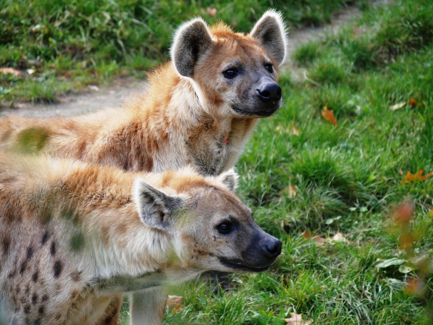 Solve Hungry hyenas jigsaw puzzle online with 12 pieces