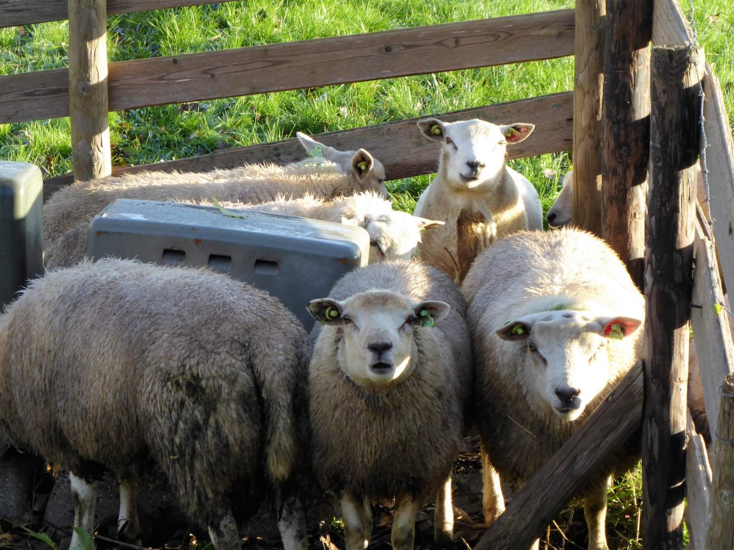 Solve Er gaan veel makke schapen