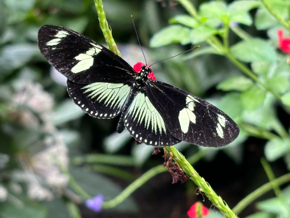 Solve The Butterfly Museum, Key West, Florida jigsaw puzzle online with